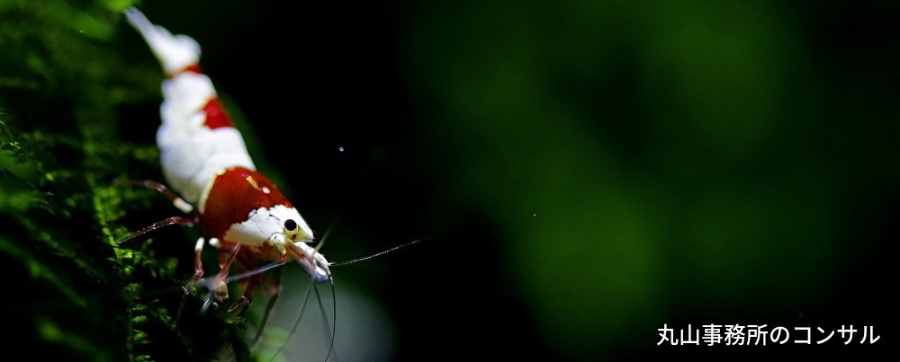 財務,コンサル,資金繰り