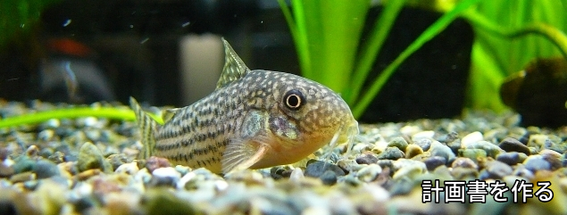 資金,調達,キャッシュフロー,変動費,損益計算,貸借対照表倒産,資金繰り,リスケ