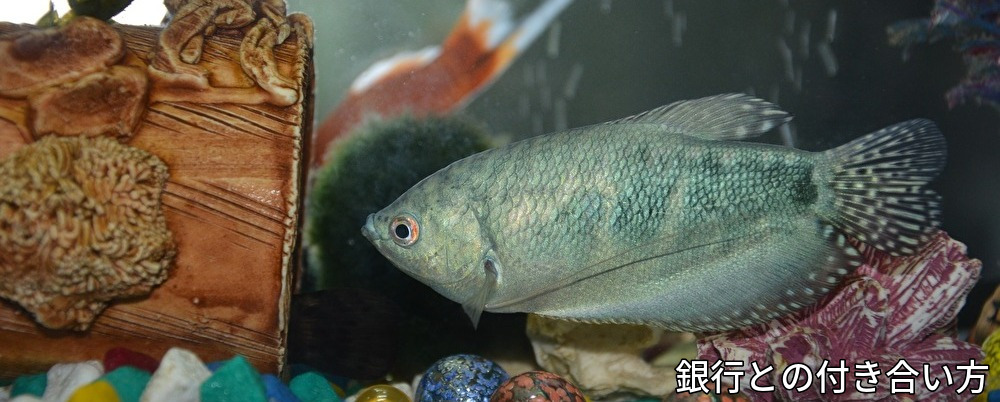 資金,調達,キャッシュフロー,変動費,損益計算,貸借対照表倒産,資金繰り,リスケ